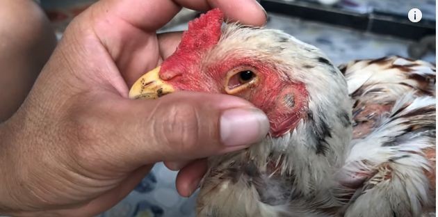 Có thể chữa khỏi bệnh cho gà bị đá mù mắt hay không?